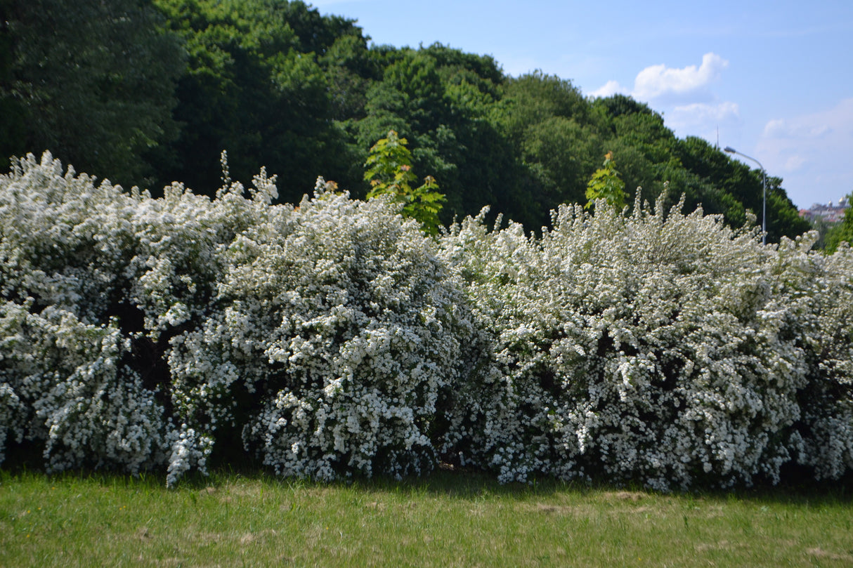 Spiraea x vanhouttei, 50-80 cm, 150-pack