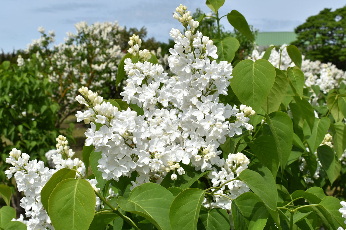 Syringa vulgaris f. alba, 30-50 cm, 150-pack