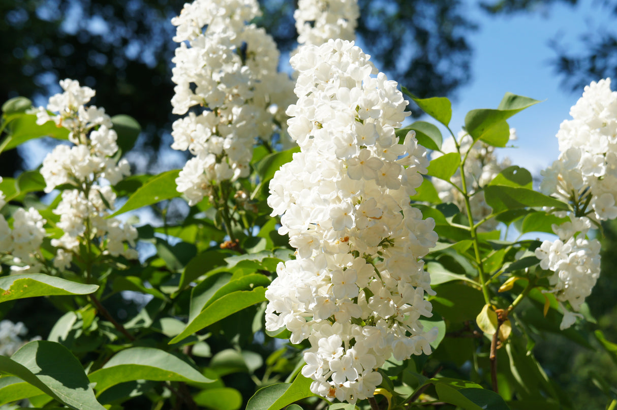 Syringa vulgaris f. alba, 30-50 cm, 100-pack
