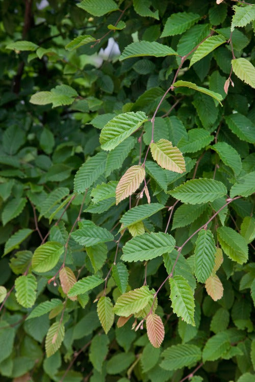 Carpinus betulus, co, 100-p