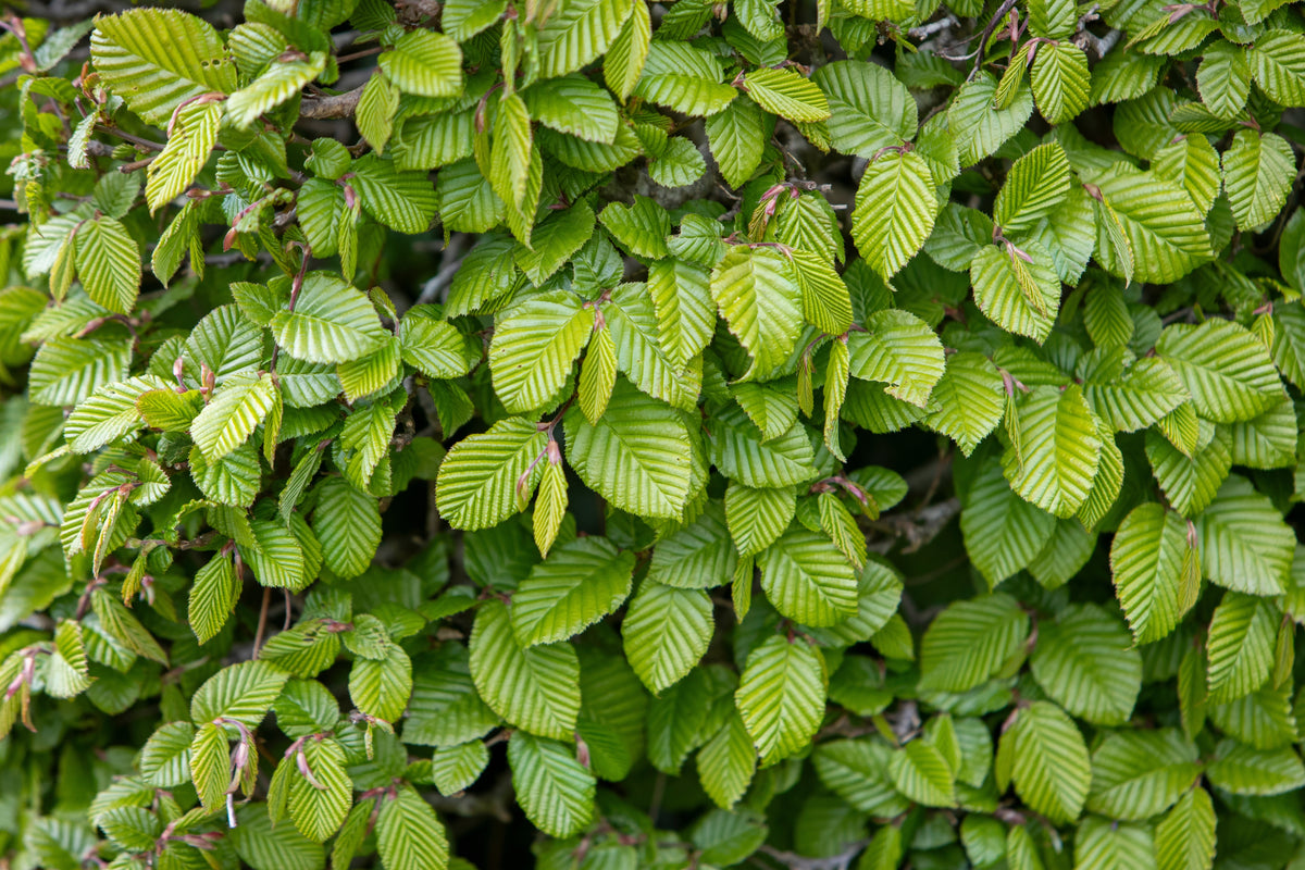 Carpinus betulus, co, 100-p