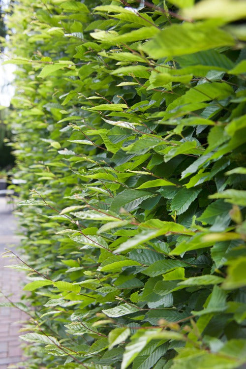 Carpinus betulus, co, 20-p