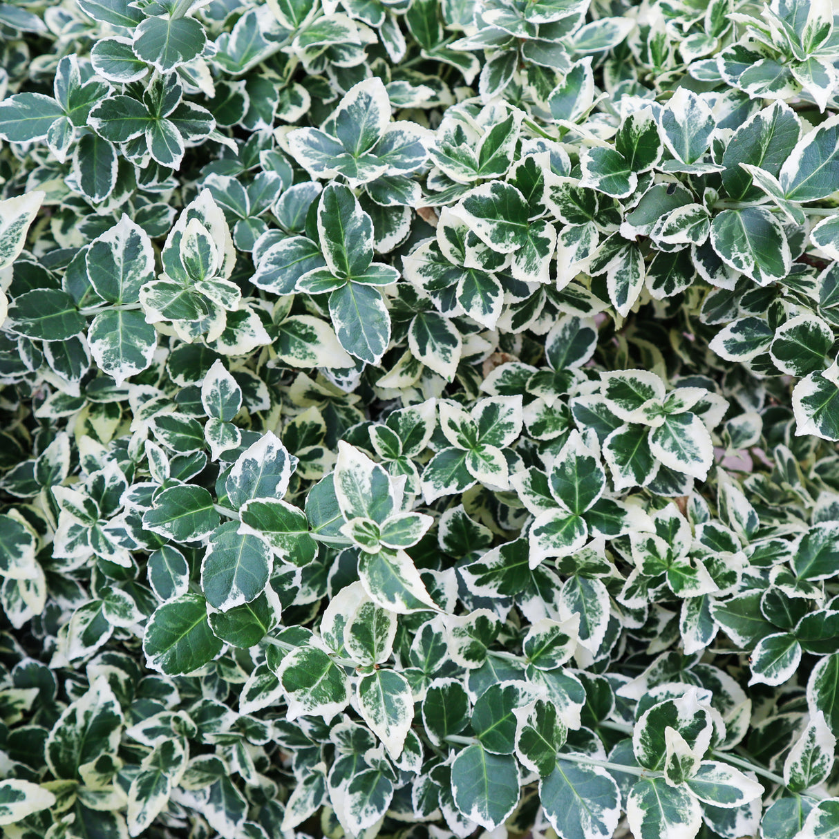Euonymus fortunei var. radicans 'Emerald Gaiety', co, 10-p
