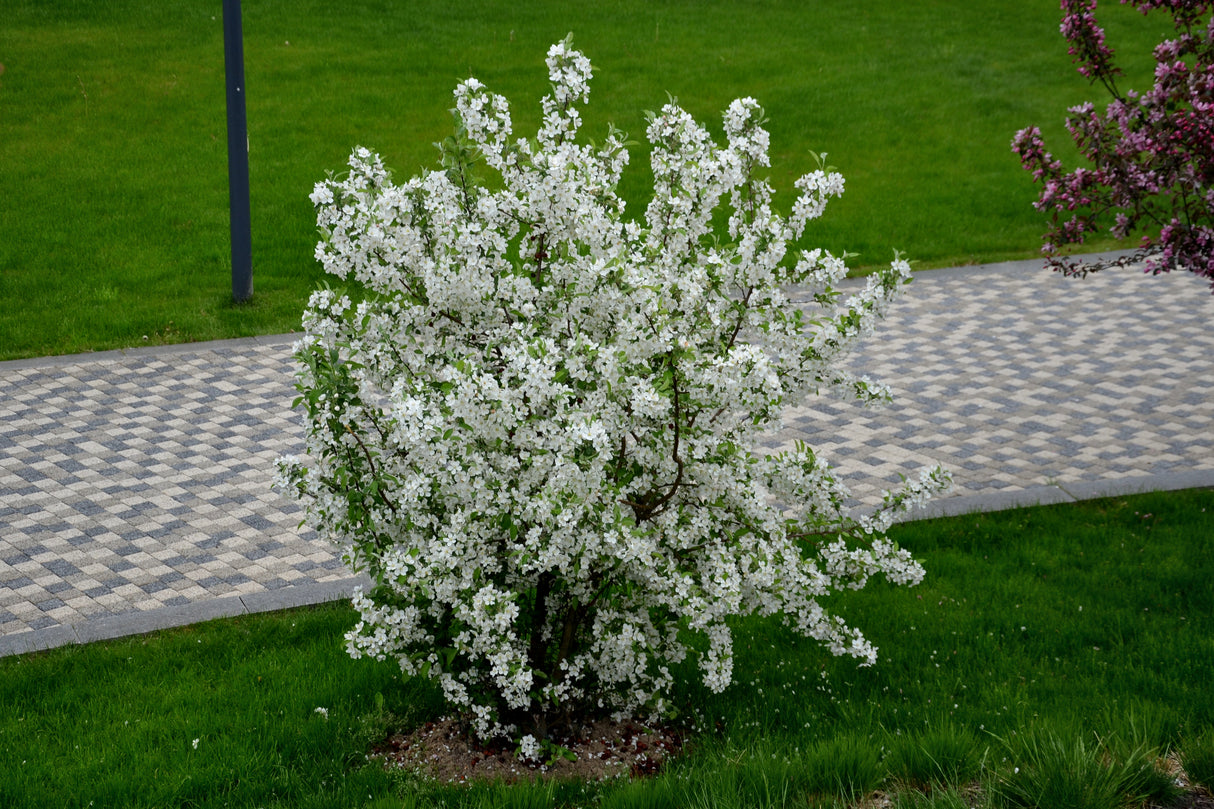 Bukettapel co 20-pack 20-40cm i kruka
