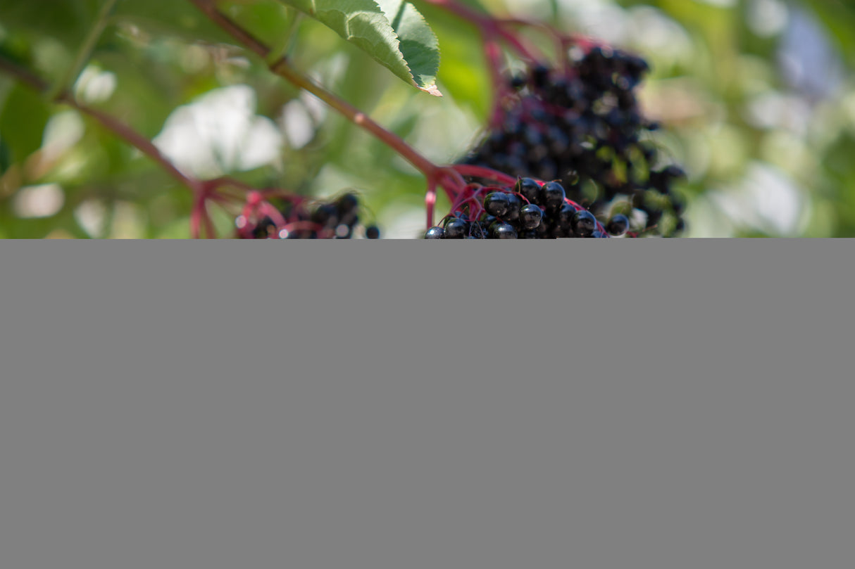 Sambucus nigra, co, 10-p