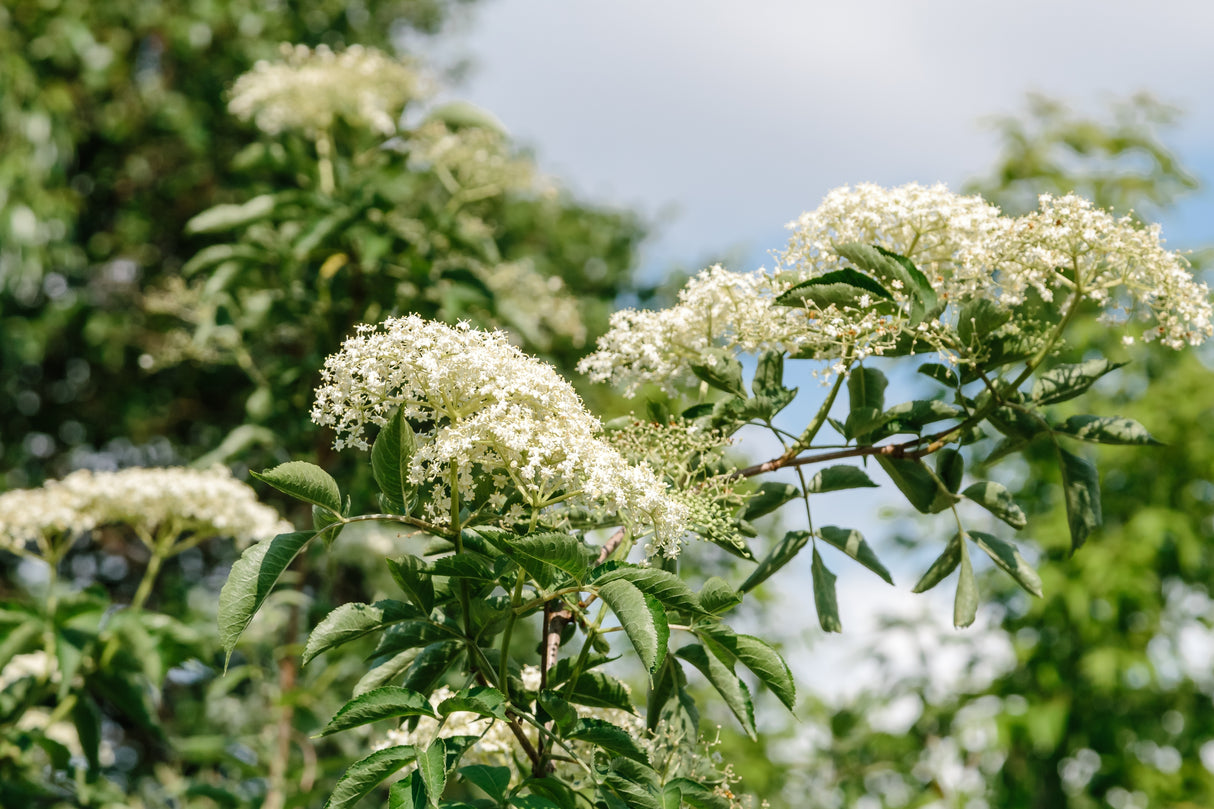 Sambucus nigra, co, 10-p