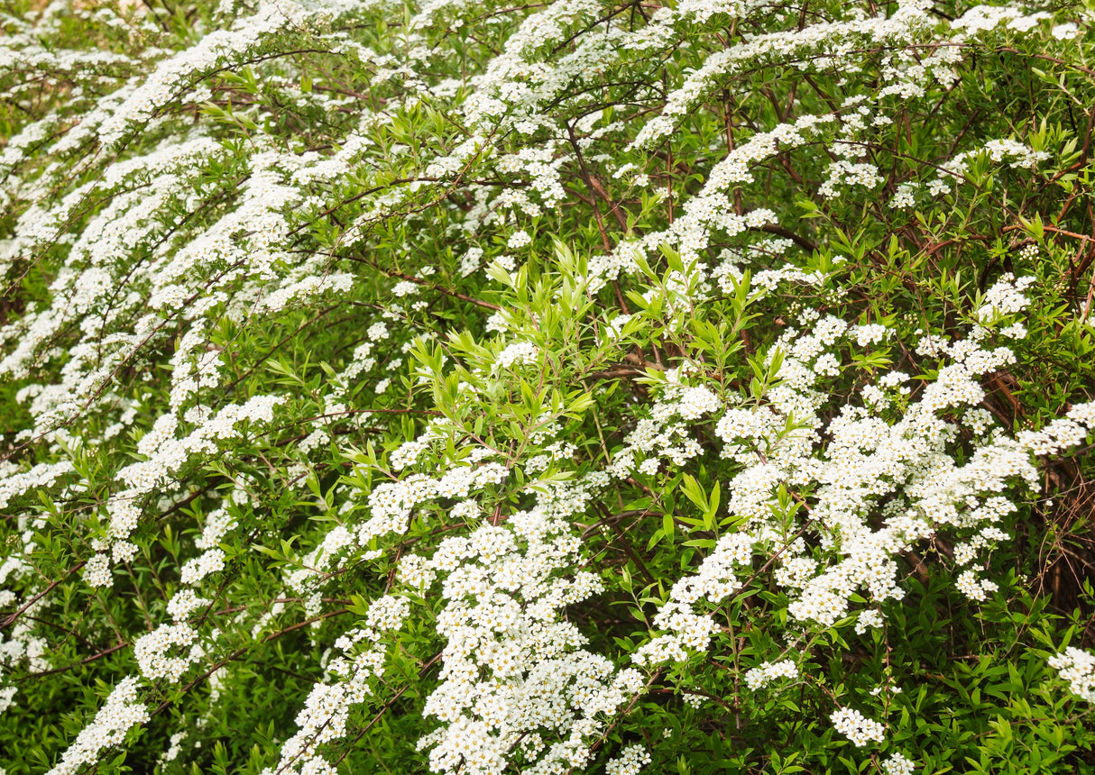 Norskspirea 'Grefsheim E' 100-pack i kruka
