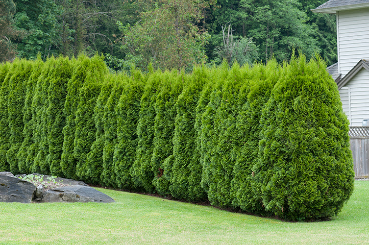 Tuja 'Brabant' 20-40 cm 10-pack