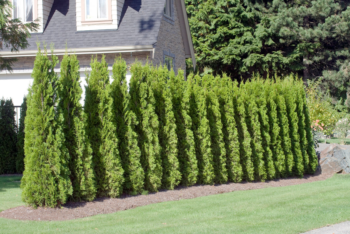 Tuja 'Smaragd' 50-70 cm 10-pack