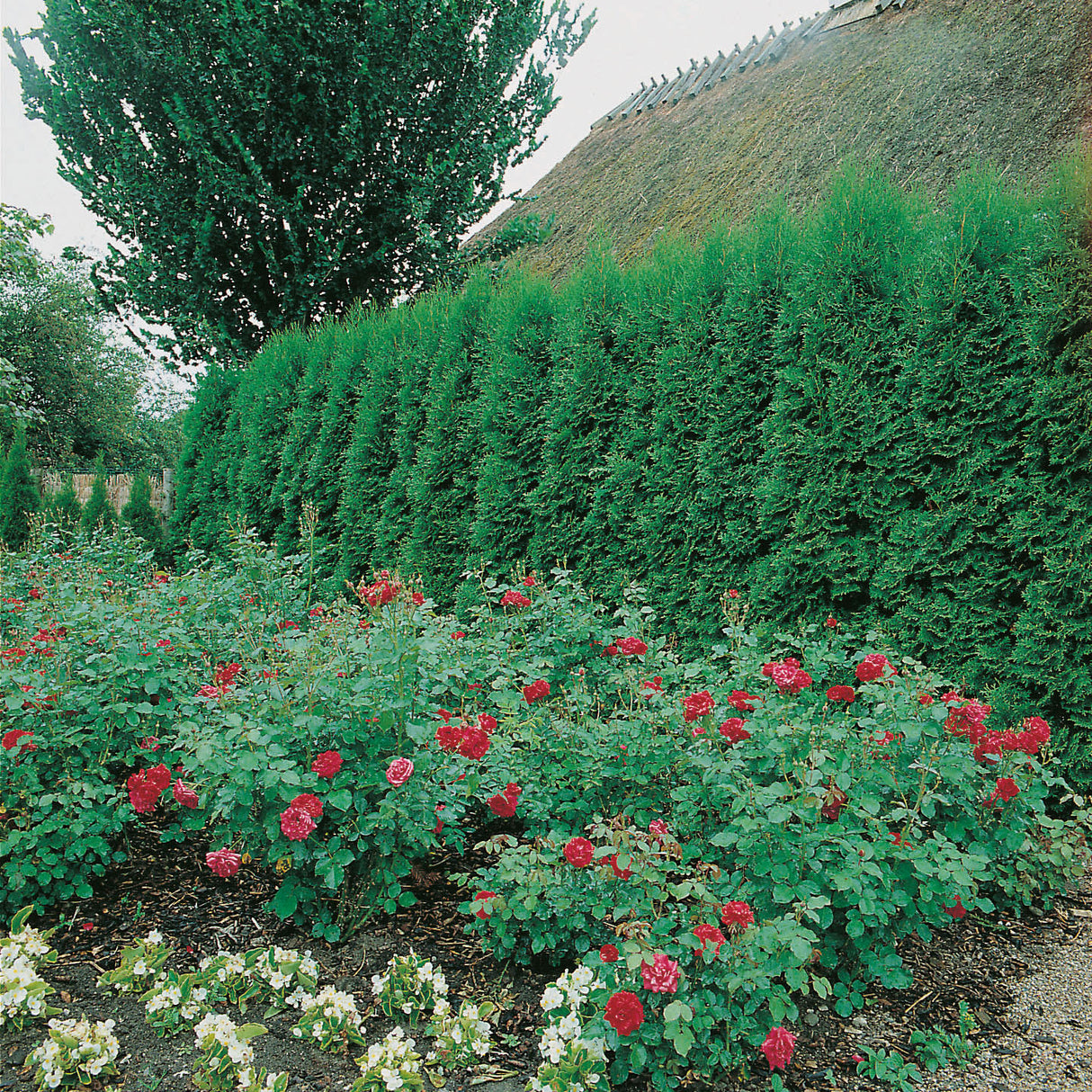 Tuja 'Smaragd' 80-100 cm 10-pack