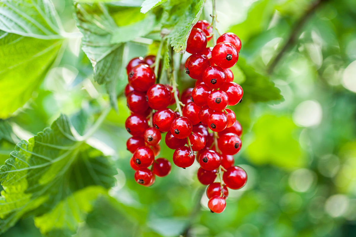 Ribes 'Rolan', 10-pack