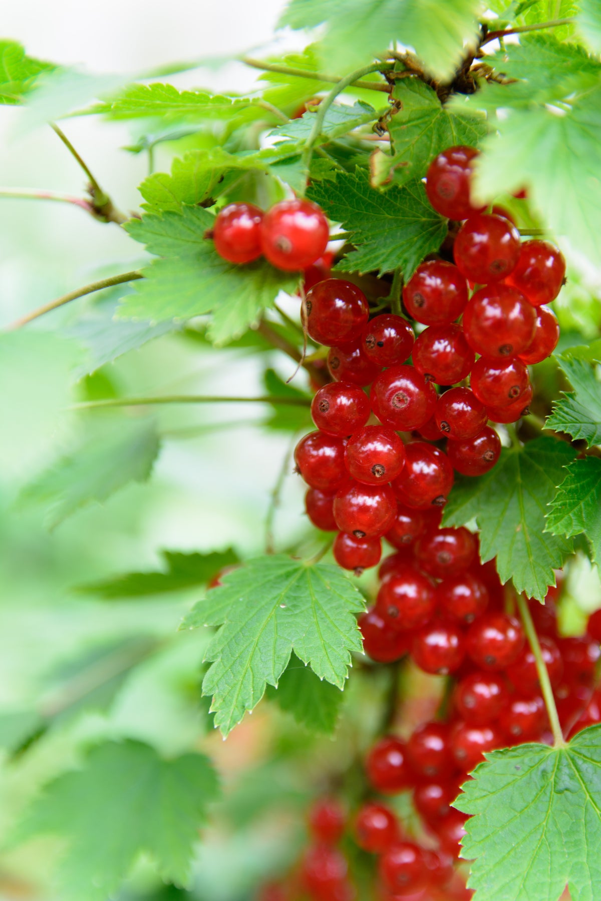 Ribes 'Rolan', 5-pack