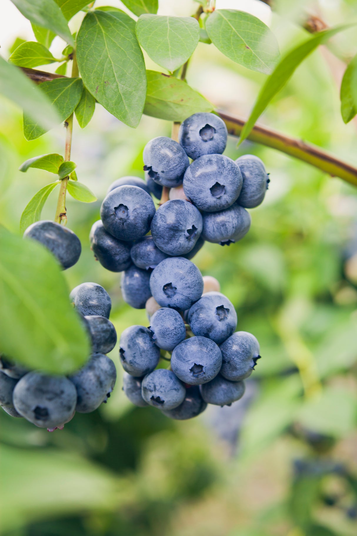 Vaccinium 'Northland' 10-pack i kruka