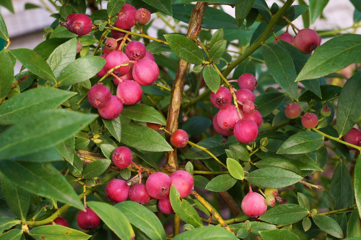 Rosa blåbär 'Pink Lemonade' co 3-pack