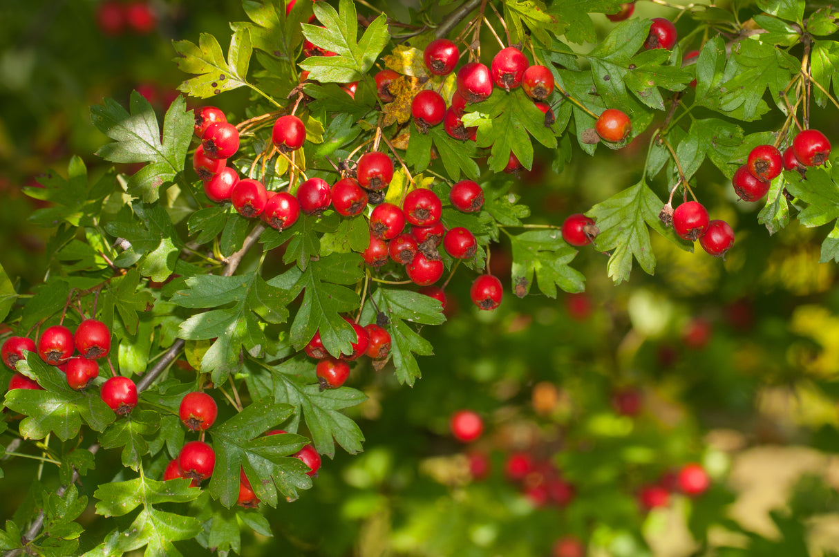 Crataegus monogyna, 50-80 cm, 200-pack