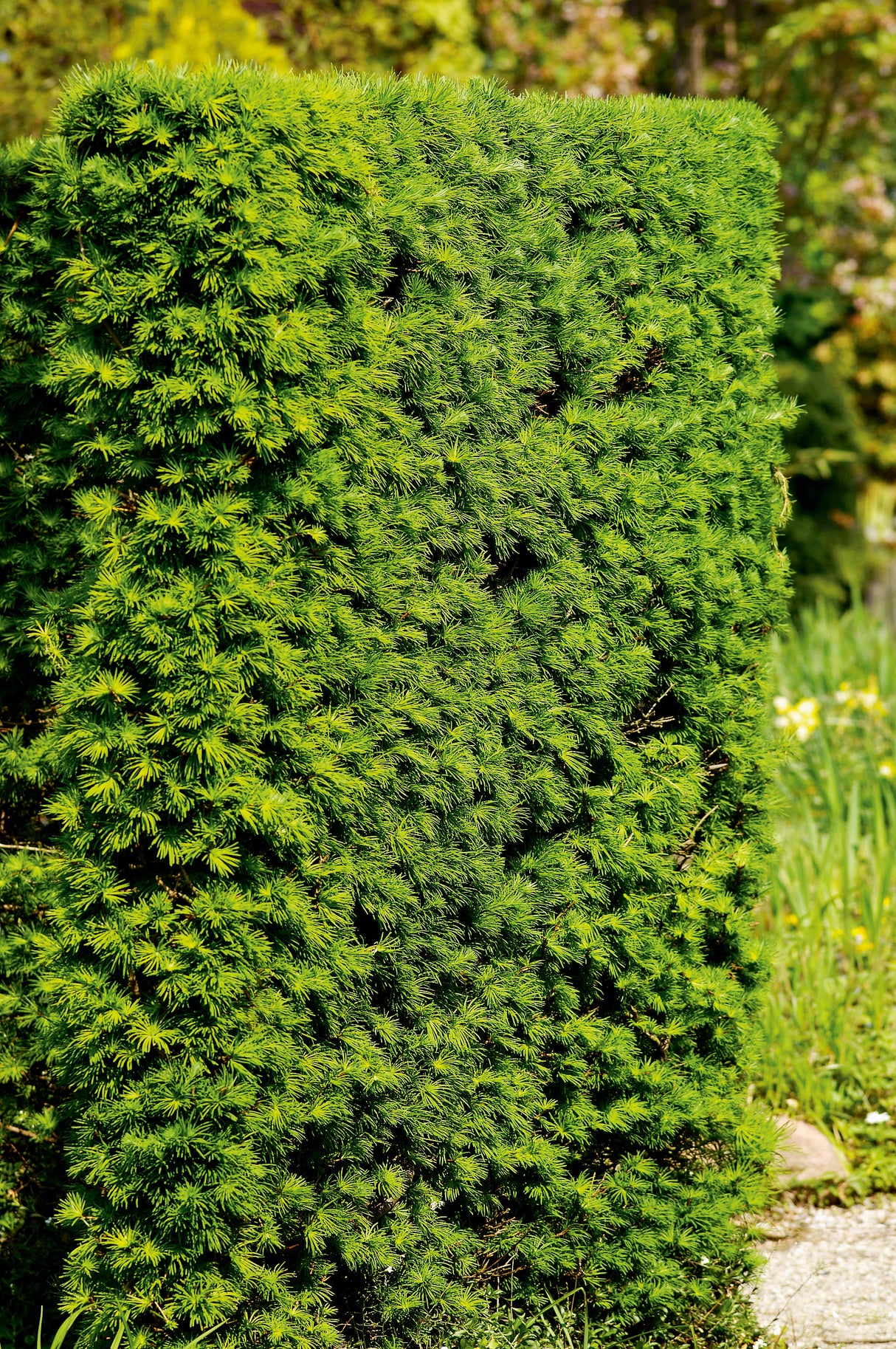 Larix kaempferi, 40-60 cm, 200-pack