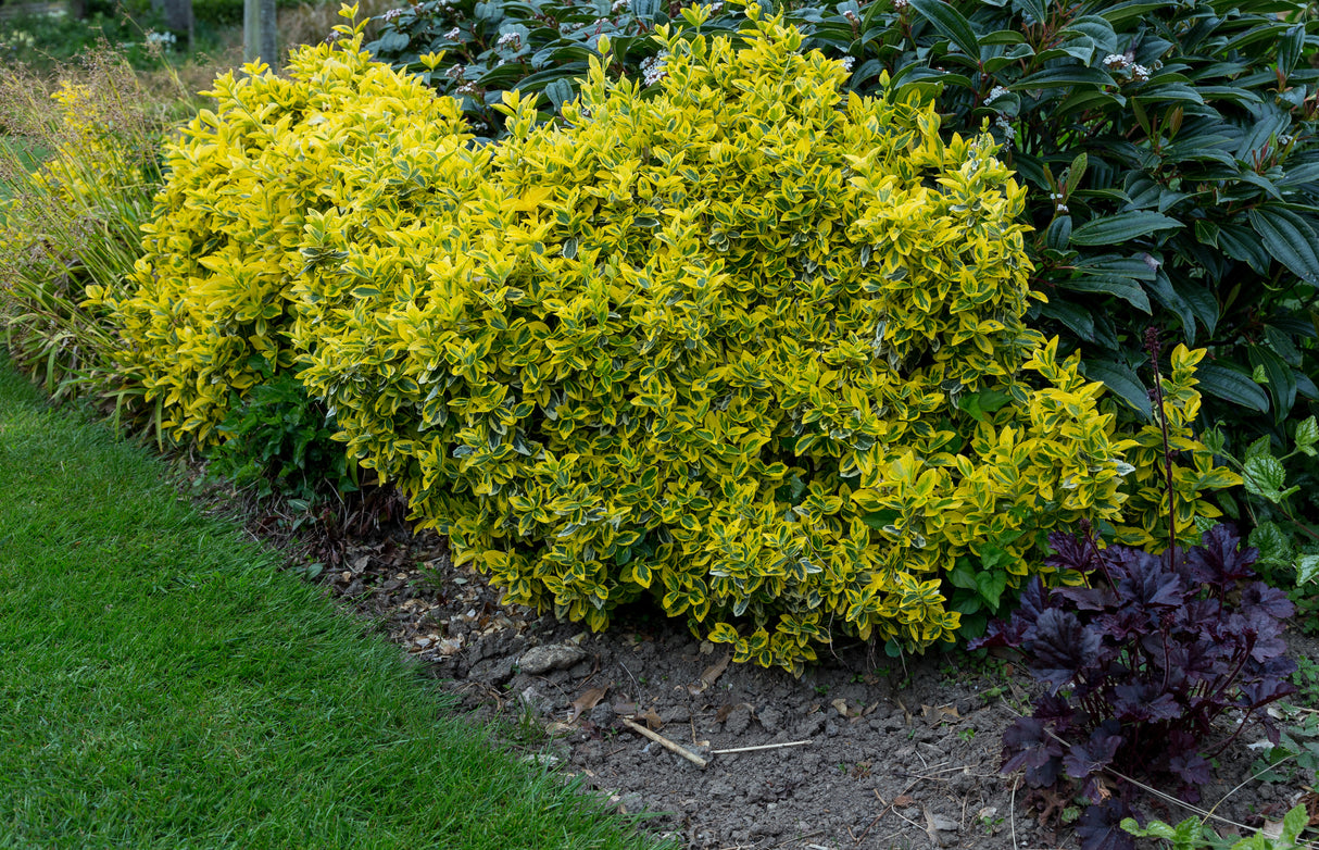 Euonymus fortunei var. radicans 'Emerald 'n' Gold', co, 10-p