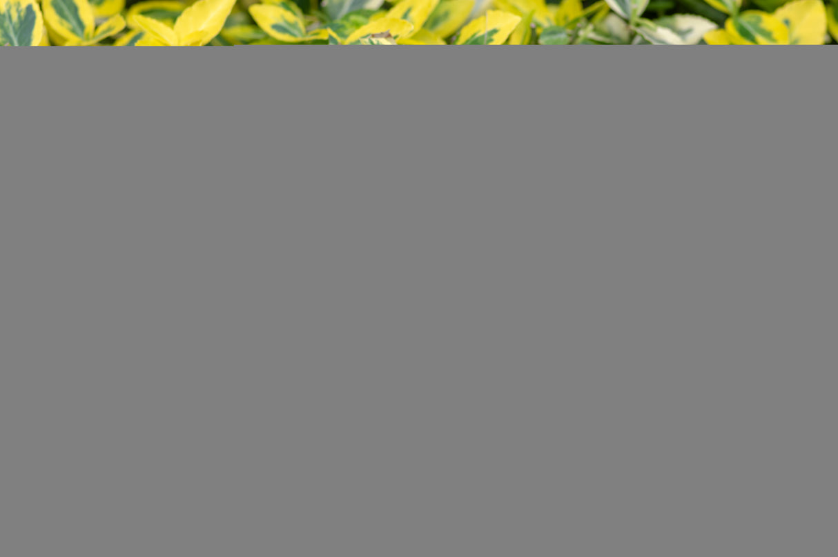 Euonymus fortunei var. radicans 'Emerald 'n' Gold', co, 10-p