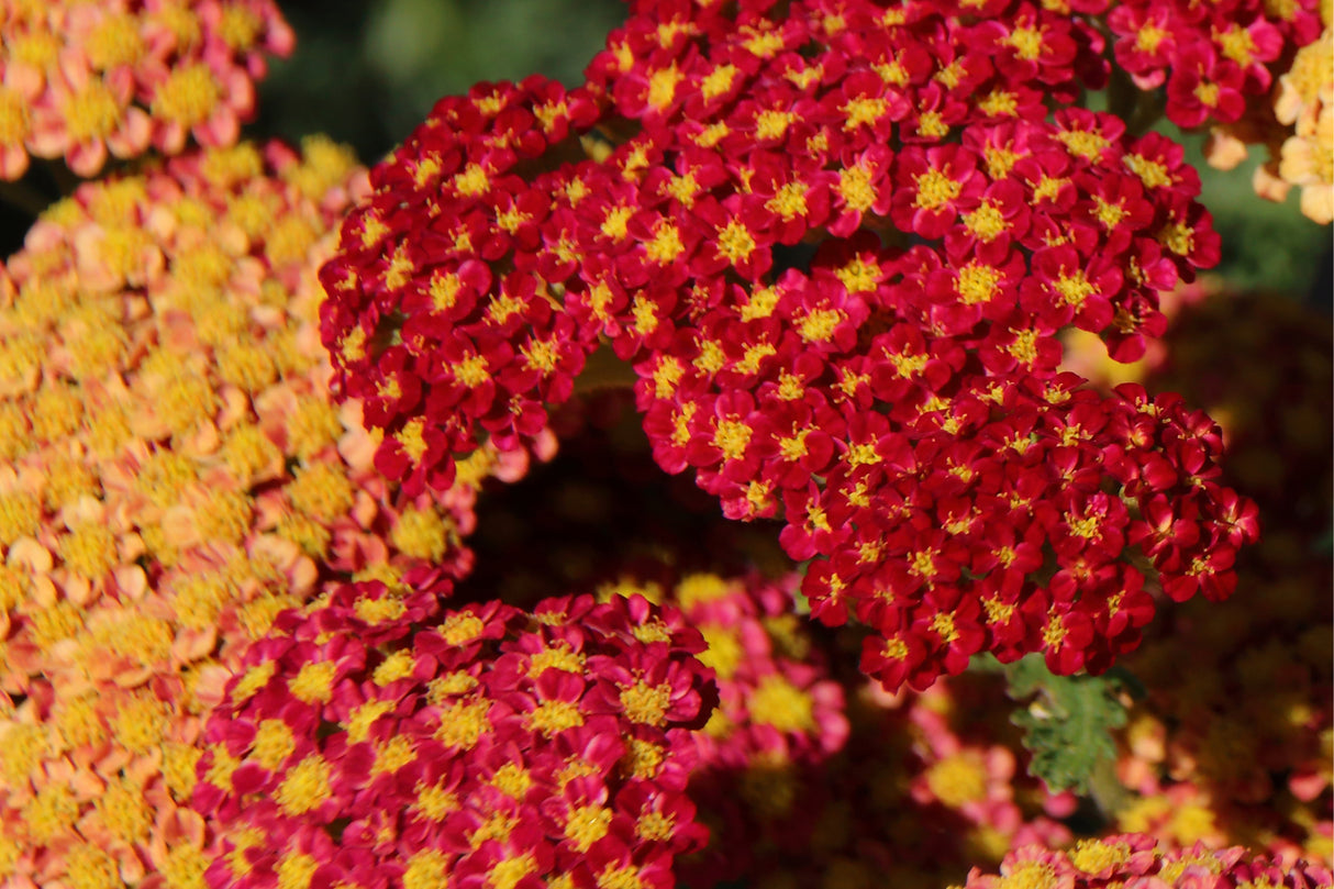Achillea millefolium 'Paprika', 15-pack