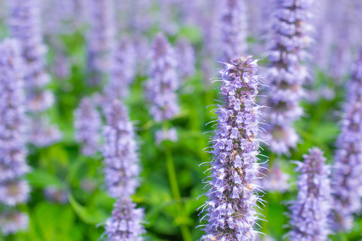 Agastache 'Blue Fortune', 15-pack