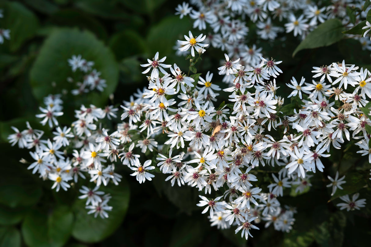 Aster divaricatus (Eurybia divaricata), 6-pack