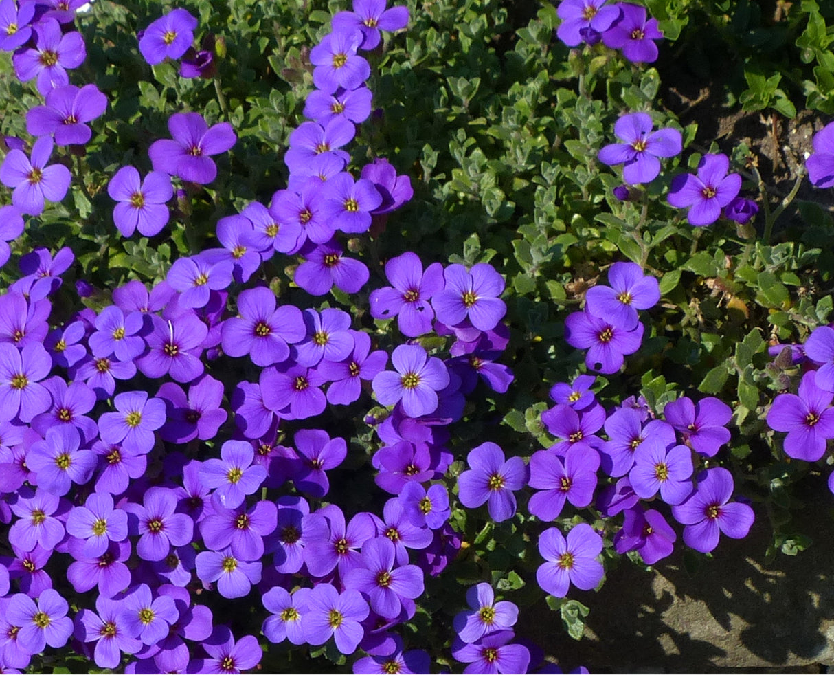 Aubrieta x cultorum 'Blaumeise', 15-pack