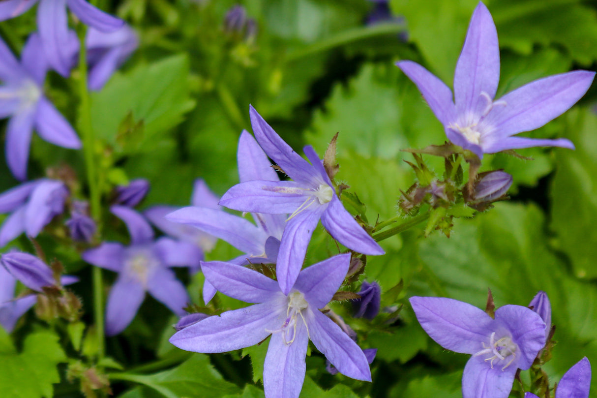 Campanula poscharskyana 'Stella', 6-pack
