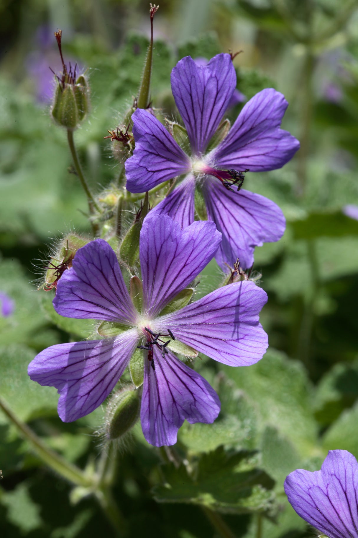 Geranium 'Philippe Vapelle', 6-pack
