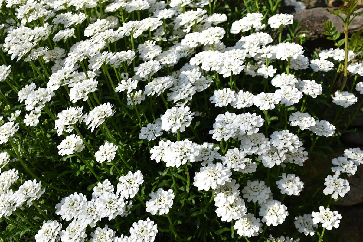 Iberis sempervirens 'Schneeflocke', 15-pack