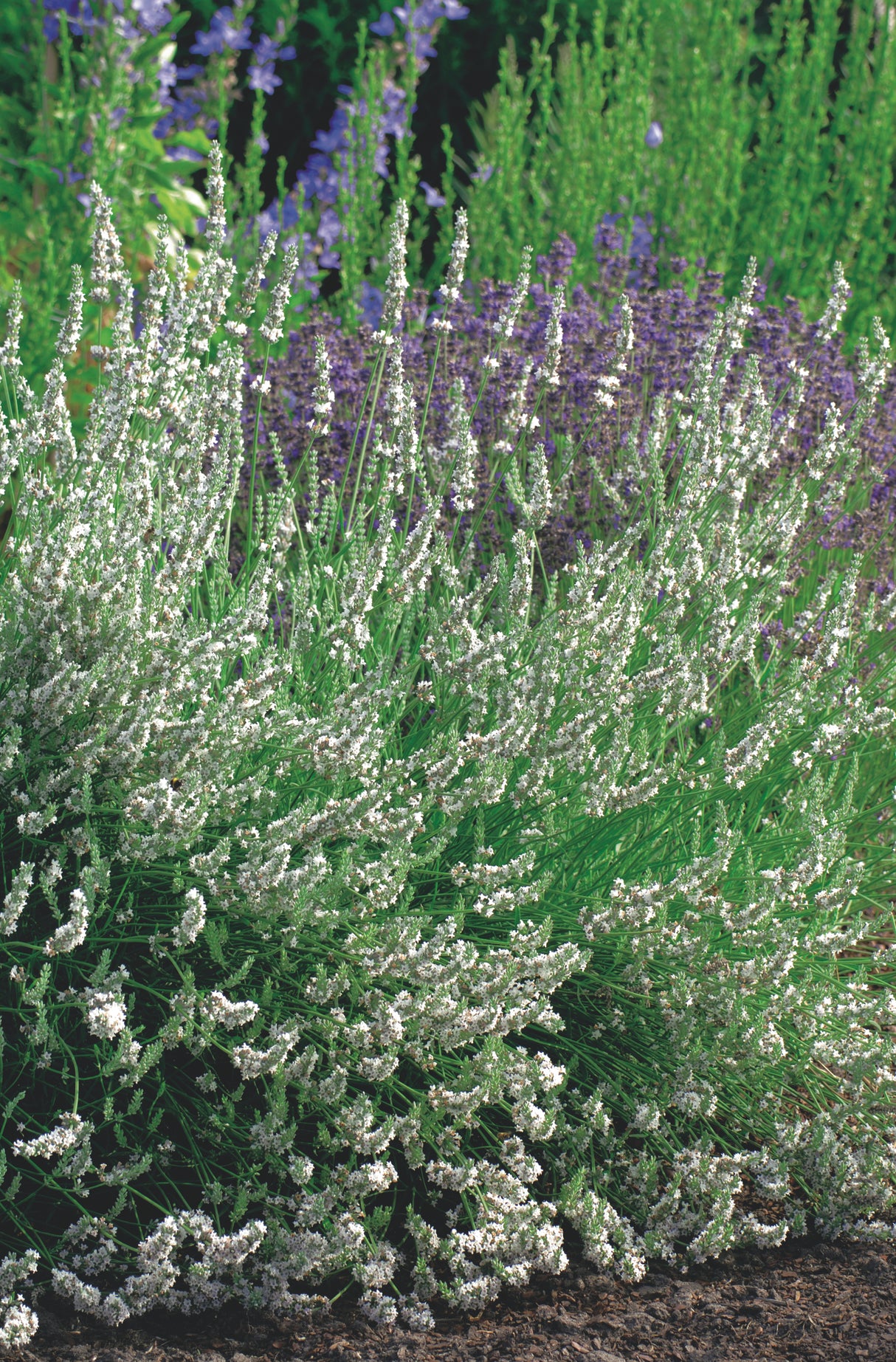 Lavandula angustifolia 'Edelweiss', 6-pack