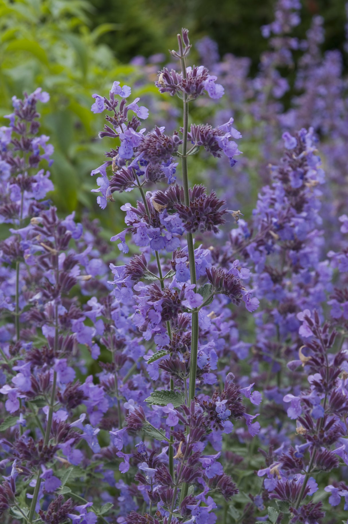 Nepeta x faassenii 'Walker's Low', 6-pack