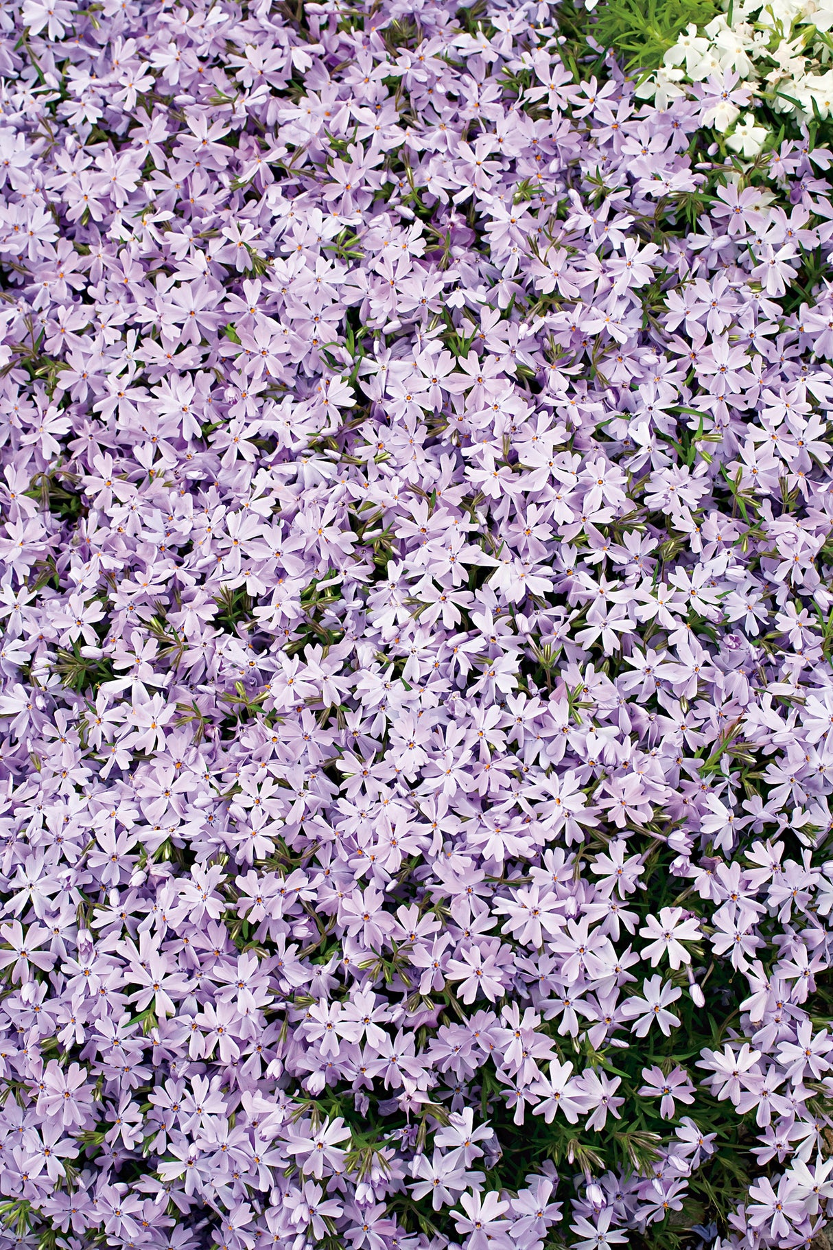 Phlox subulata 'Emerald Cushion Blue', 6-pack