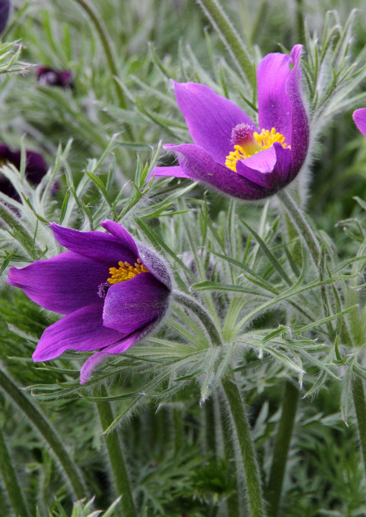 Pulsatilla vulgaris, 15-pack
