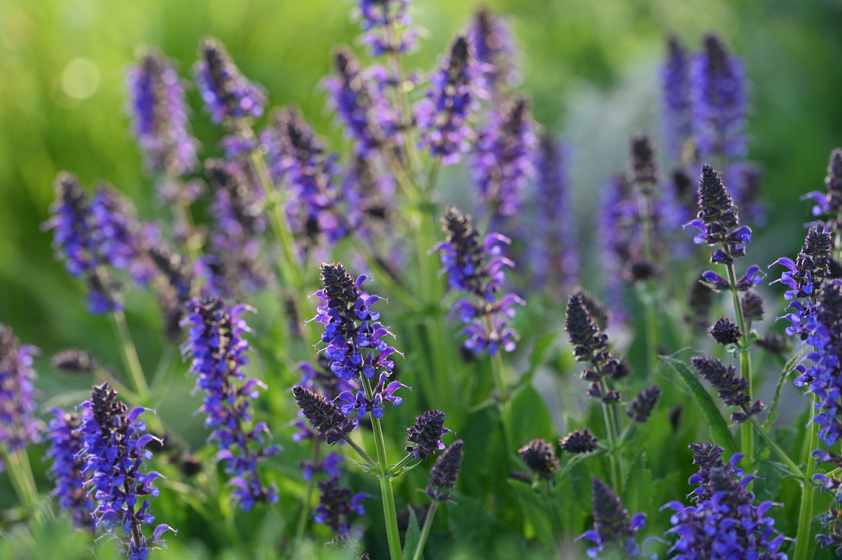 Salvia sylvestris (nemorosa) 'Mainacht', 6-pack