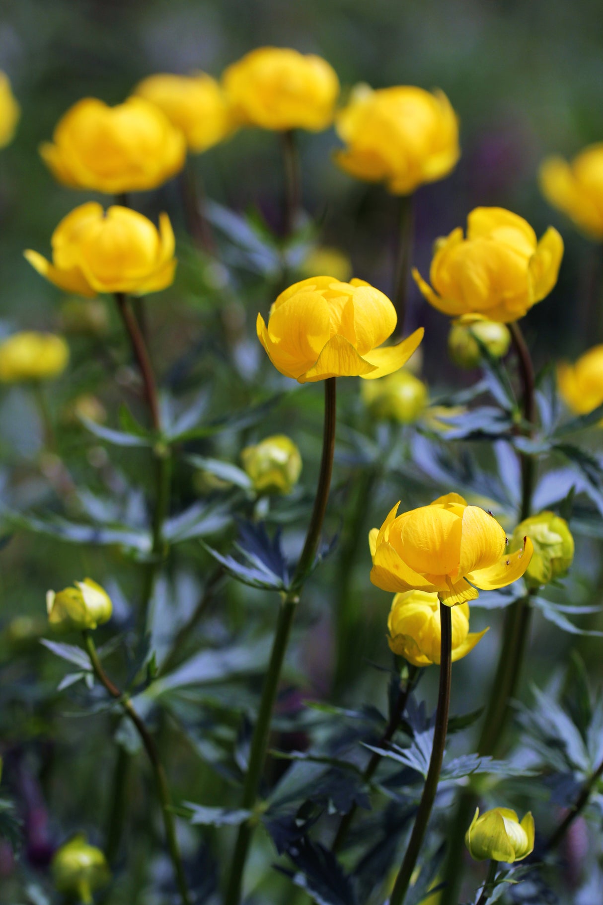 Trollius europaeus, 15-pack
