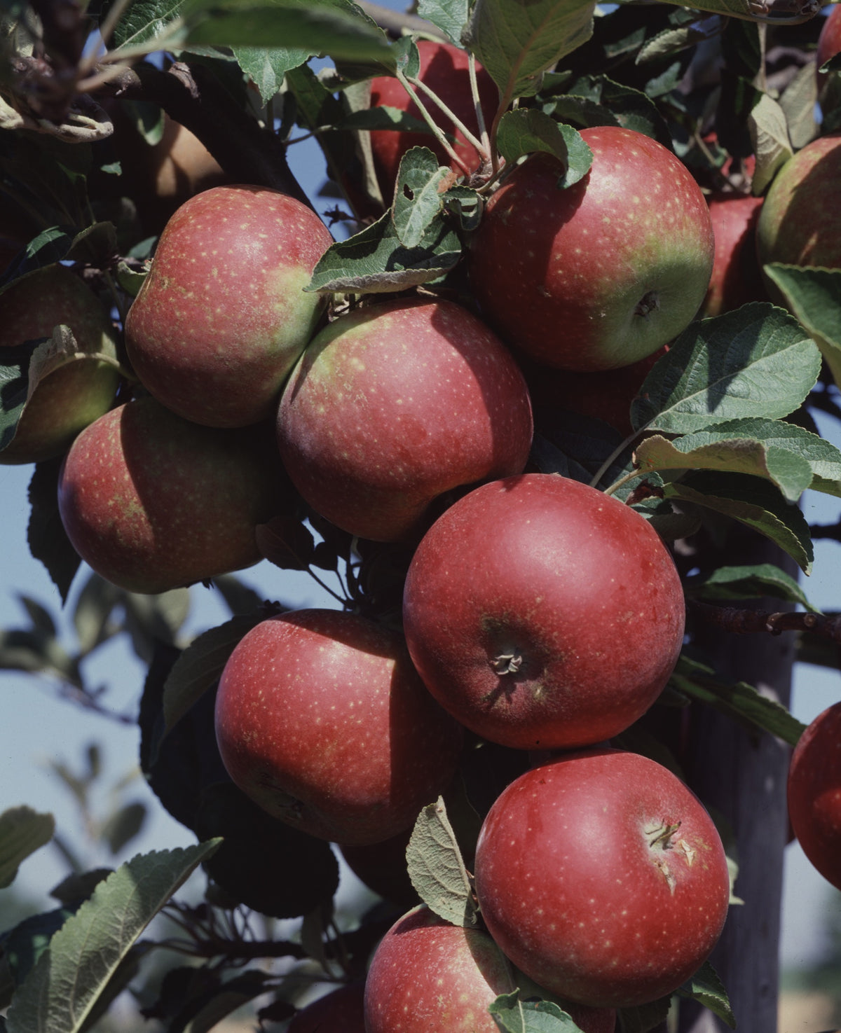 Äpple 'Ingrid Marie' E B9 co