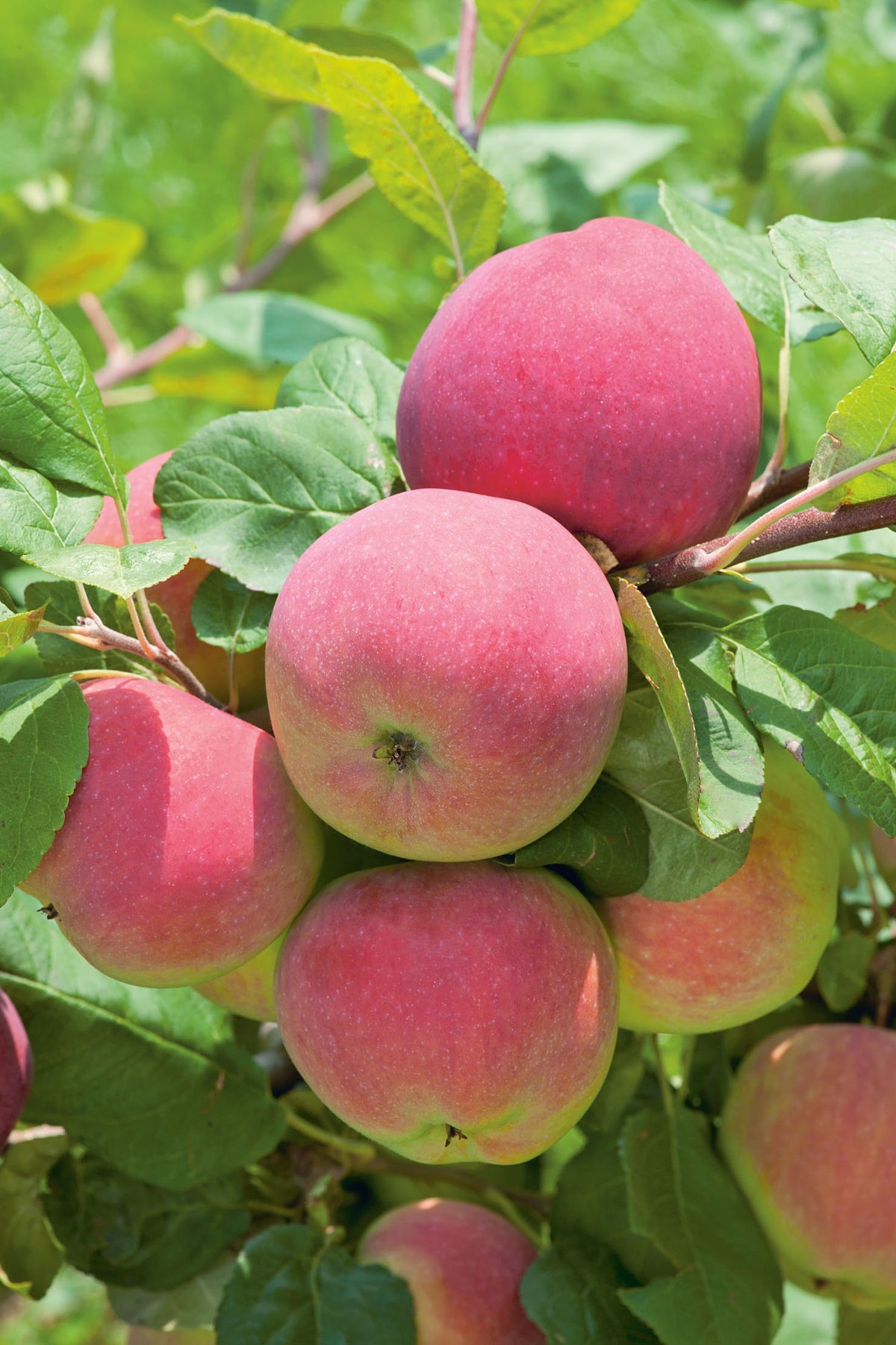Äpple 'Röd Melba' E B9 co
