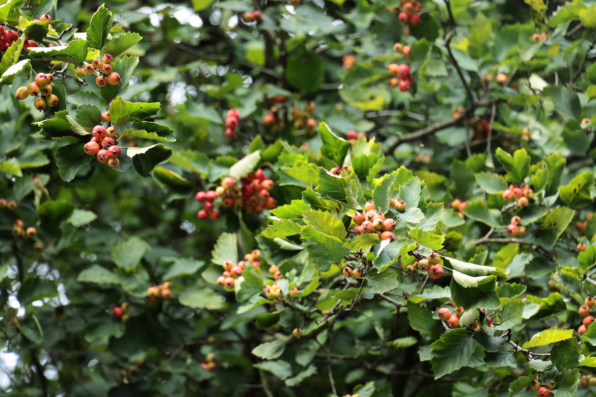 Crataegus intricata, 60-100 cm, 150-pack
