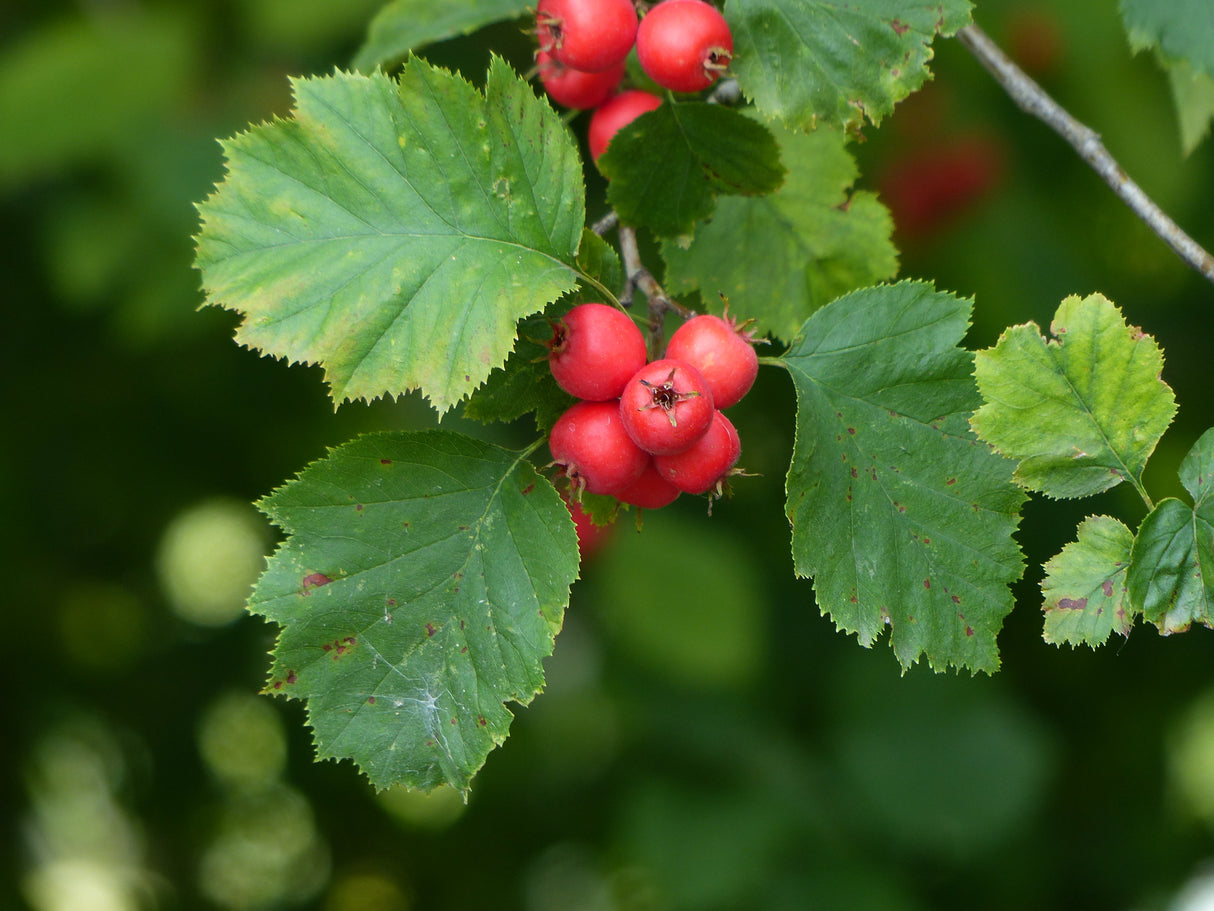 Crataegus intricata, 60-100 cm, 150-pack