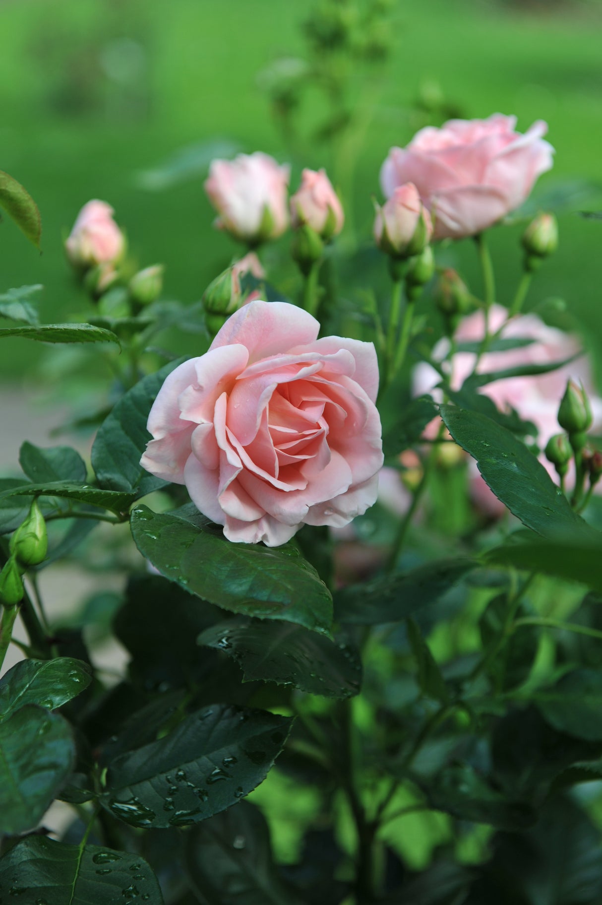 Floribundaros 'Astrid Lindgren' 1-pack barrot