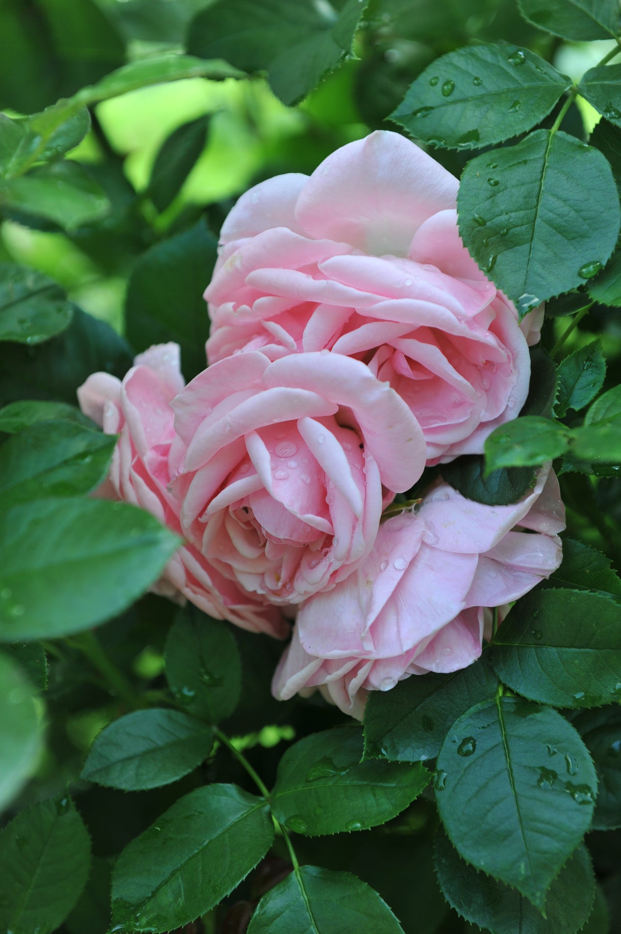 Floribundaros 'Astrid Lindgren' 1-pack barrot