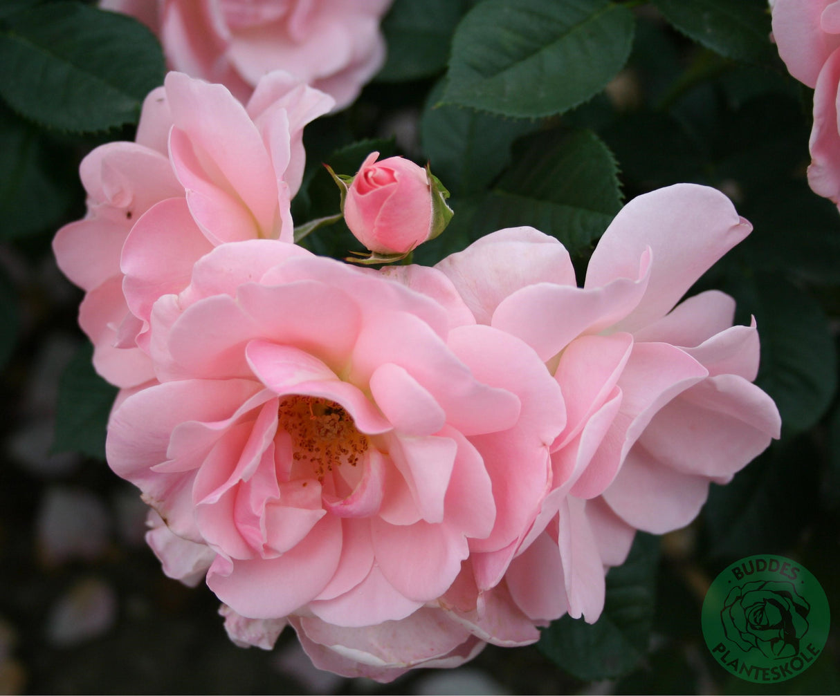 Floribundaros 'Astrid Lindgren' 5-pack barrot