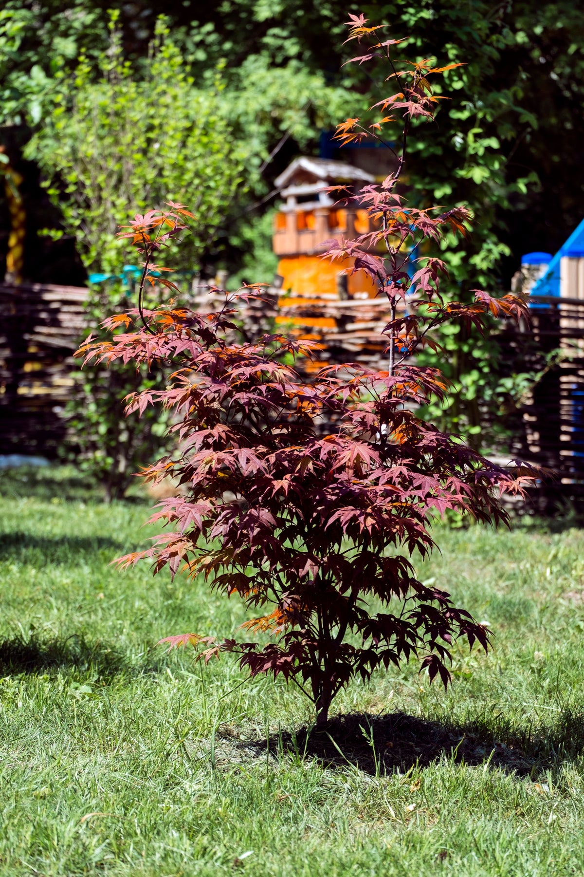 Japansk lönn 'Bloodgood' Solitär 100-125 cm