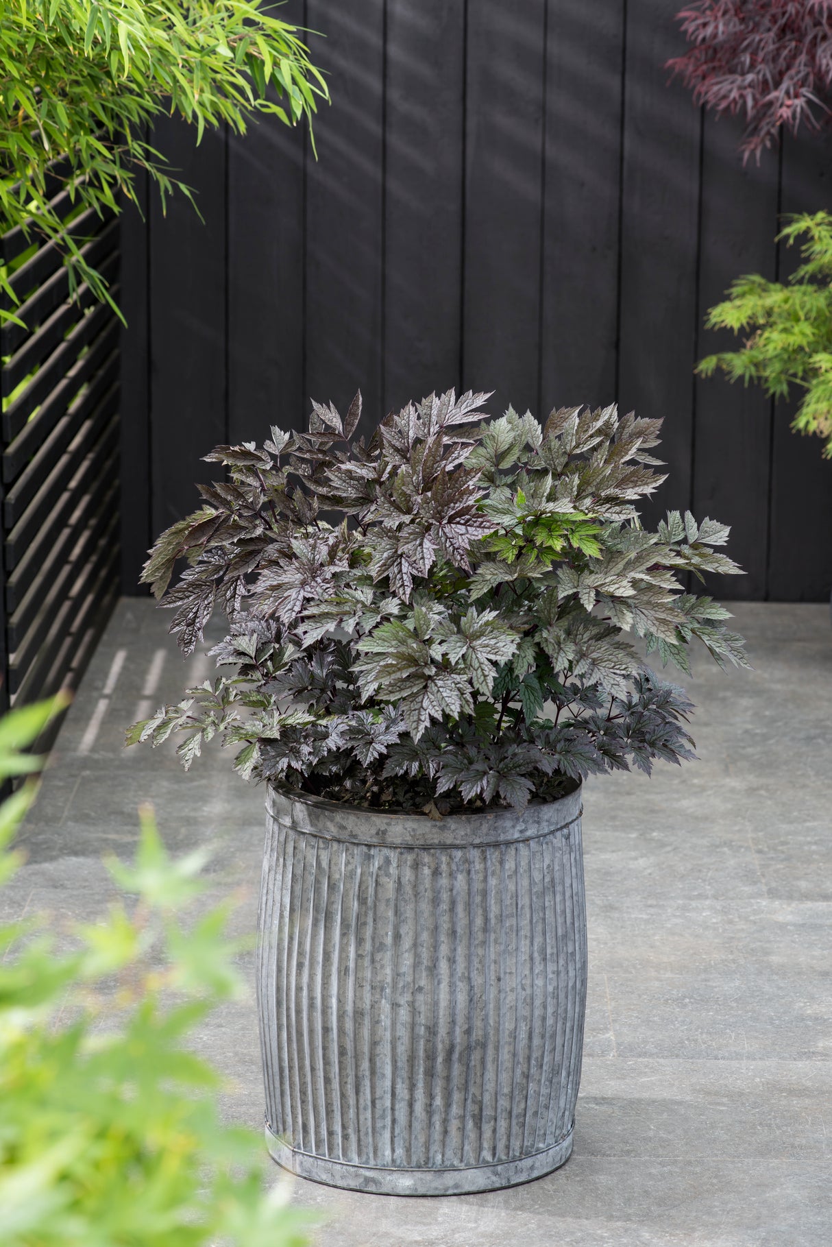 Actaea simplex 'Brunette', 3-pack