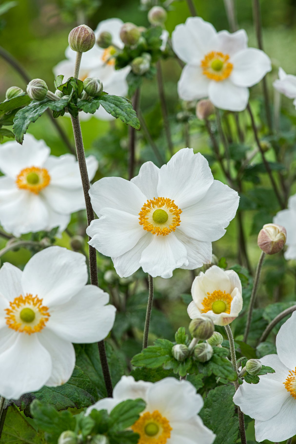 Anemone hybrida 'Honorine Jobert', 3-pack
