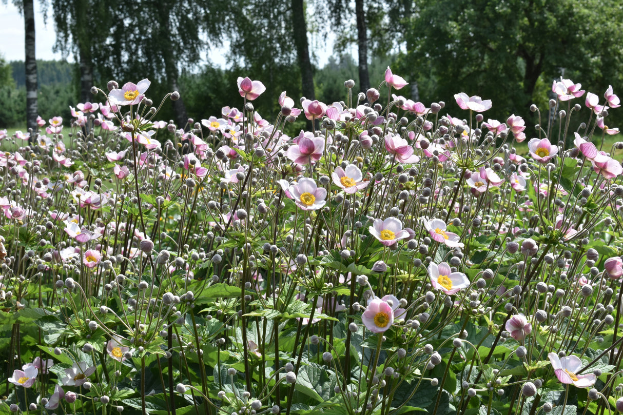 Anemone tomentosa 'Robustissima', 6-pack