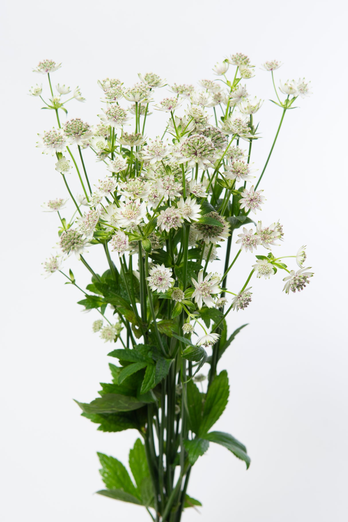 Astrantia major 'Star of Billion', 3-pack