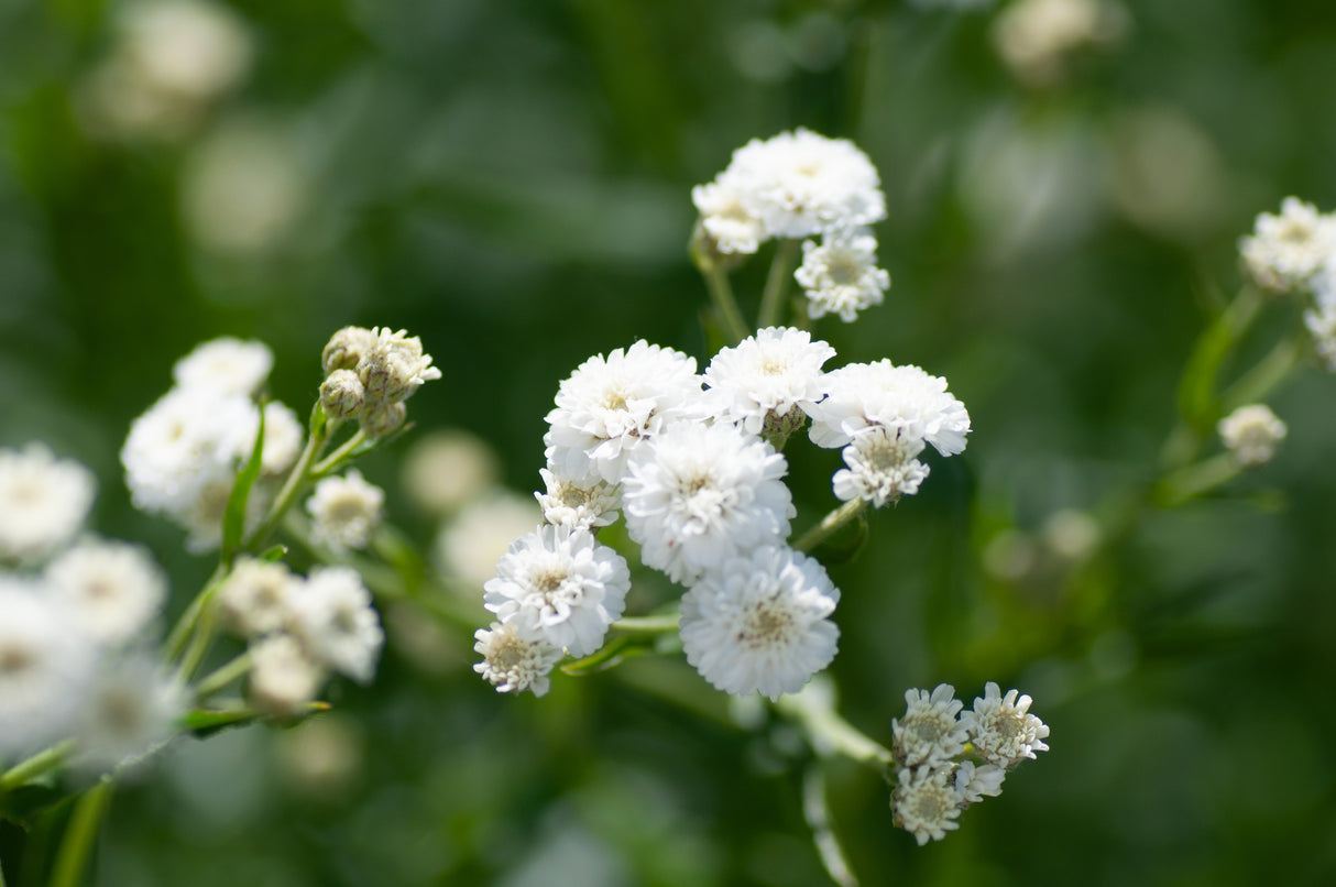 Gypsophila paniculata, 6-pack