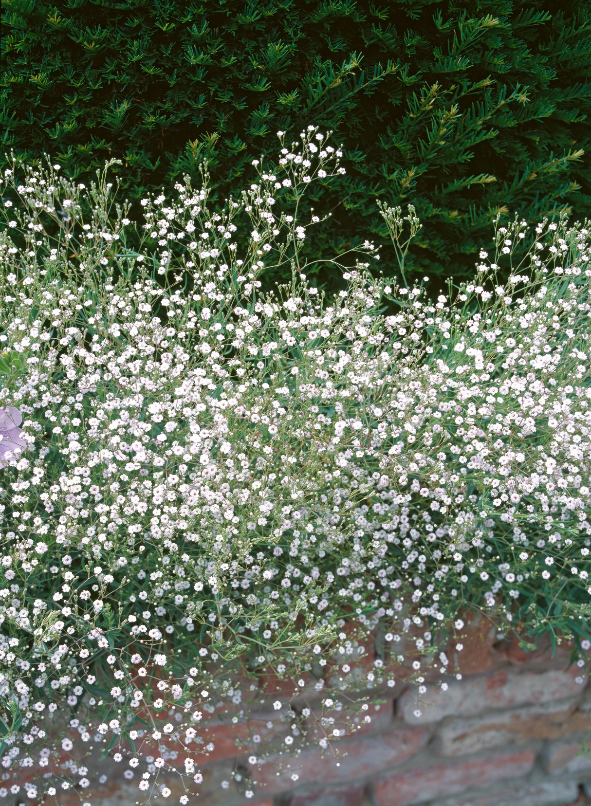 Gypsophila paniculata, 15-pack