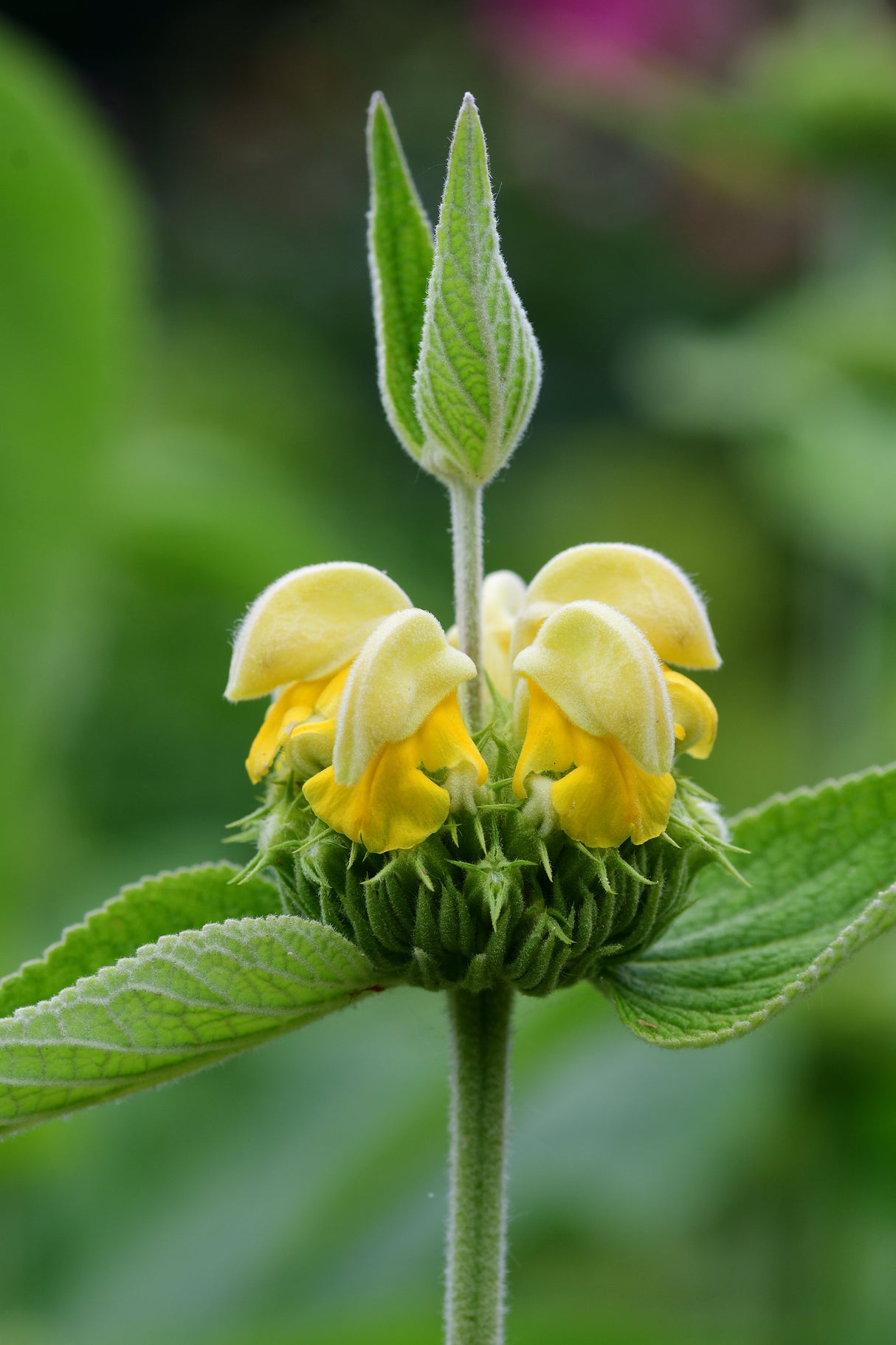 Phlomis russeliana, 6-pack